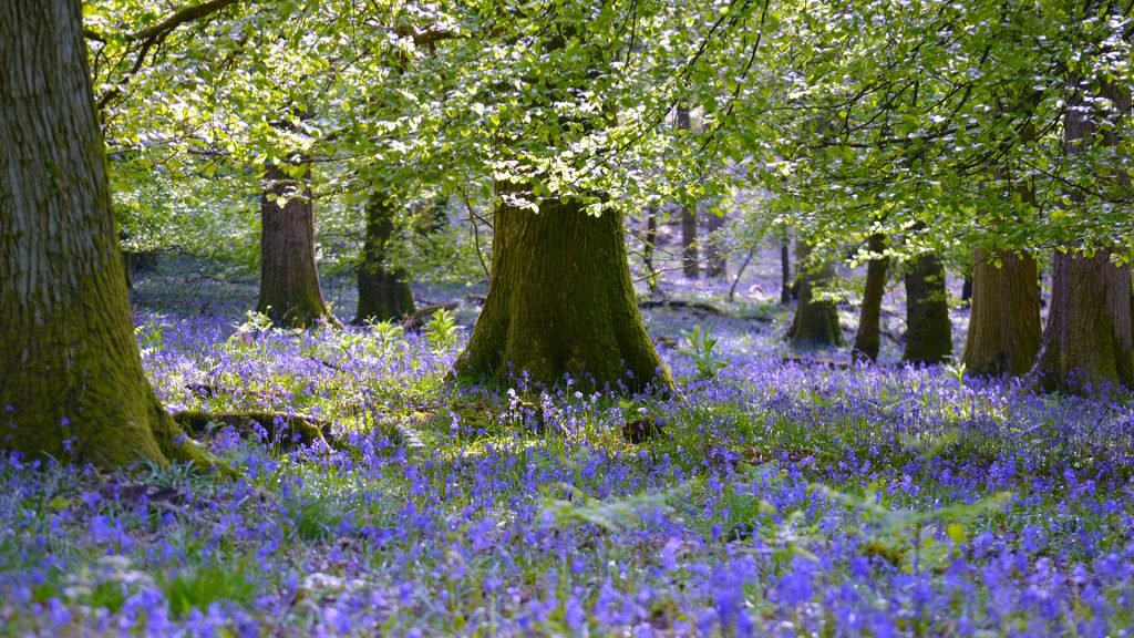 Bluebells Forest of Dean Spring