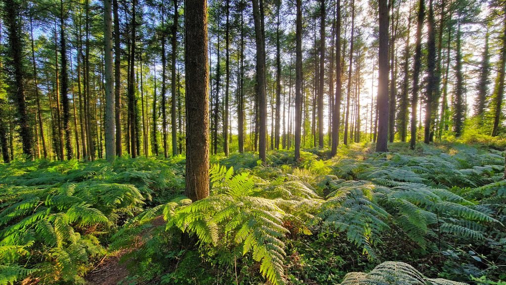 Forest of Dean Sunshine Ferns