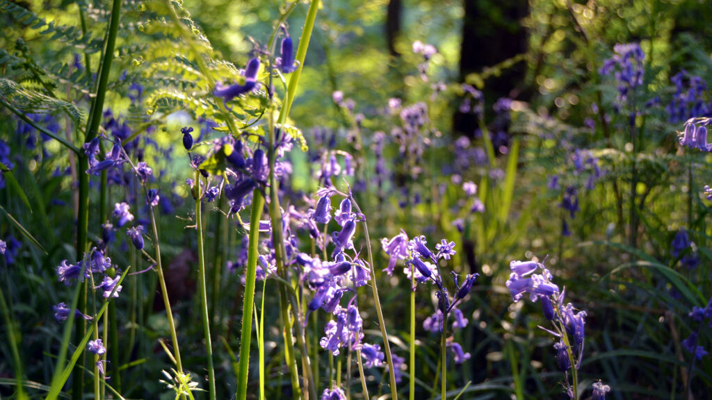 Bluebells Forest of Dean